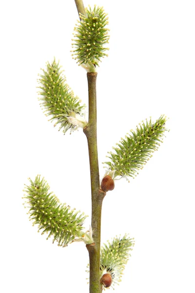 Willow branch met bloeiende toppen. — Stockfoto