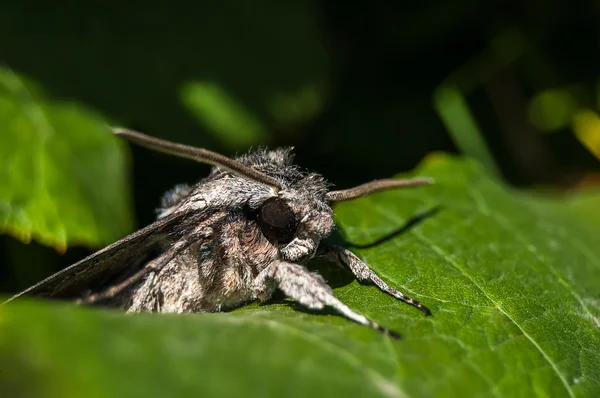 Noche de mariposa día soleado en una hoja verde . — Foto de Stock