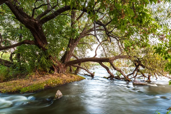 Nehrin akış büyük yeşil ağaç yakınındaki kayalarda. — Stok fotoğraf