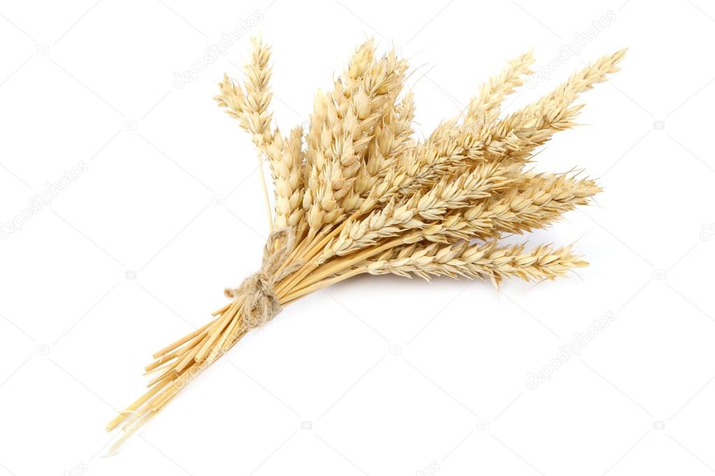 Sheaf of wheat ears on white background.