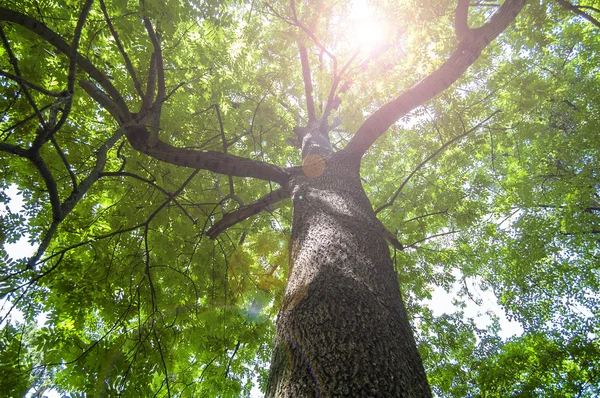 De bovenkant van een groene boom. — Stockfoto