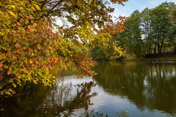 Autunno foglie colorate degli alberi nella foresta vicino al fiume . — Foto Stock