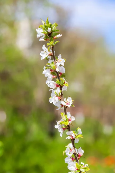 Branch of blossoming fruit trees in a sunny spring day. — Stock Photo, Image