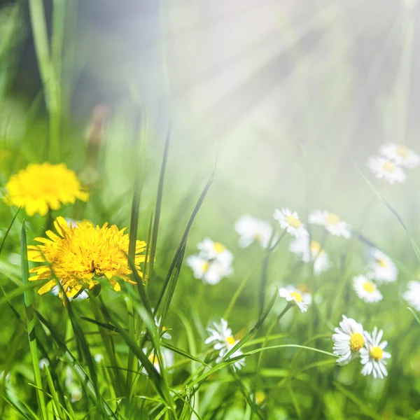 Spring flowers of dandelion and daisies in green grass. — Stock Photo, Image