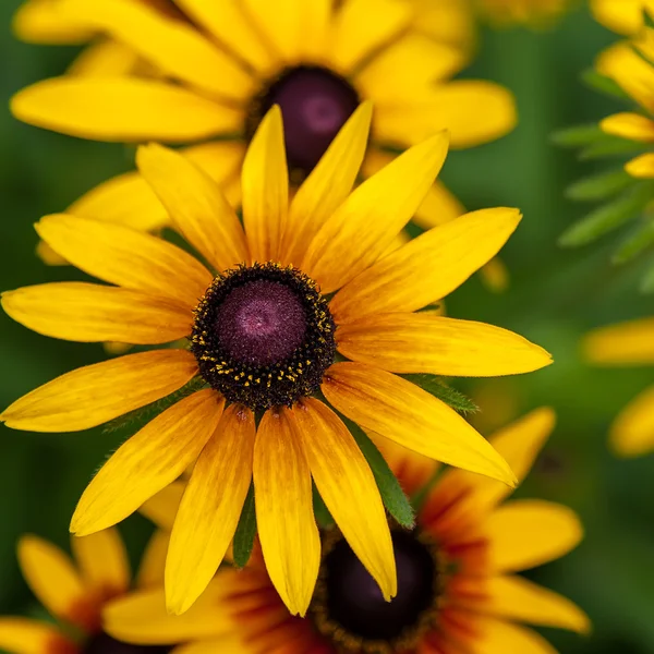 Yellow sunflowers on a background of grass. — Stock Photo, Image