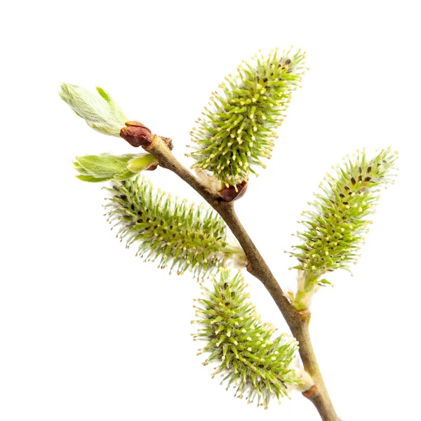 Blooming willow branch on white background. — Stock Photo, Image