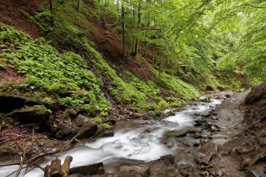 Orman dağ nehir açık güneşli bir günde.