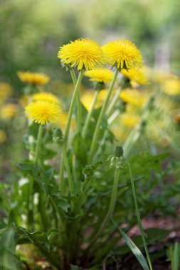 Dandelions çiçek ve yeşil çim zemin.