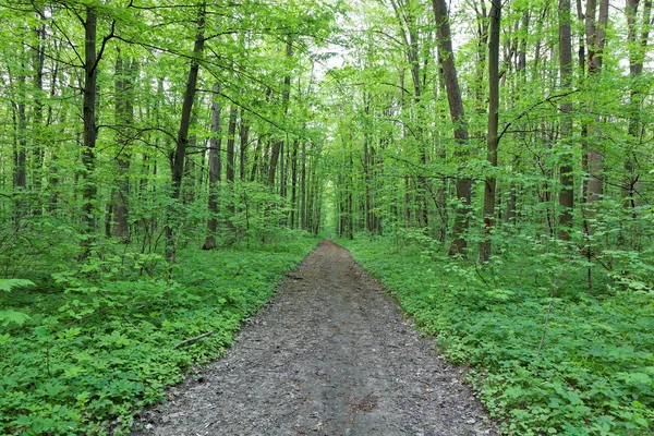 Bosco verde deciduo in una giornata di sole . — Foto Stock