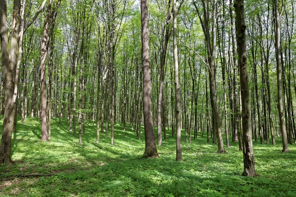 Zielony las liściasty w słoneczny dzień. — Zdjęcie stockowe