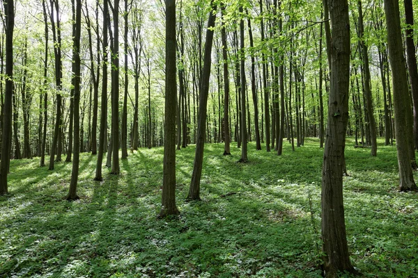 Bosque verde caducifolio en un día soleado . — Foto de Stock