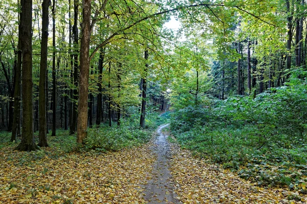 Bosco verde deciduo in una giornata di sole . — Foto Stock