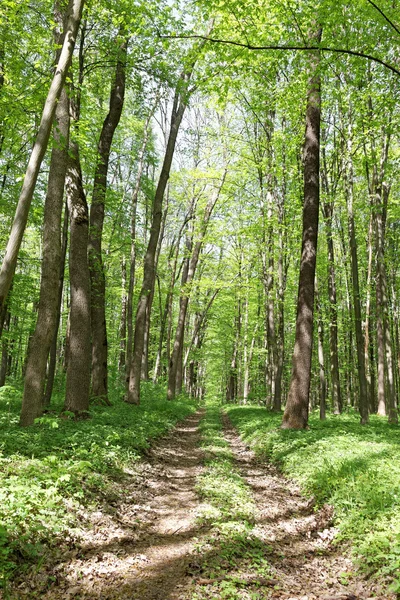 Bosco verde deciduo in una giornata di sole . — Foto Stock