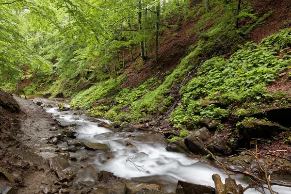 Foresta fiume di montagna in una chiara giornata di sole . — Foto Stock