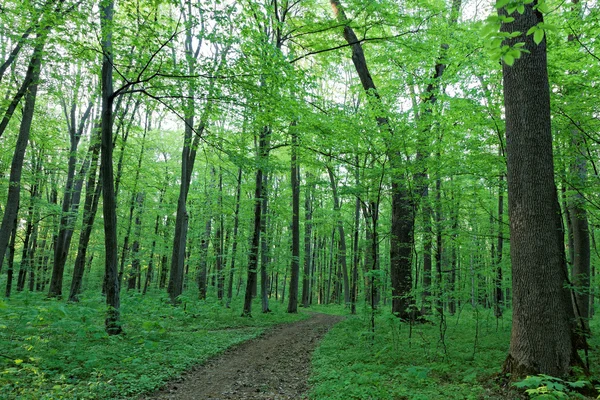 Hijau hutan gugur pada hari yang cerah . — Stok Foto