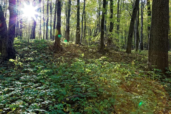 Güneşli bir günde yeşil yaprak döken orman. — Stok fotoğraf
