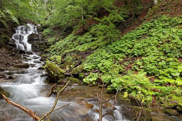 Bosque río de montaña en un claro día soleado . — Foto de Stock