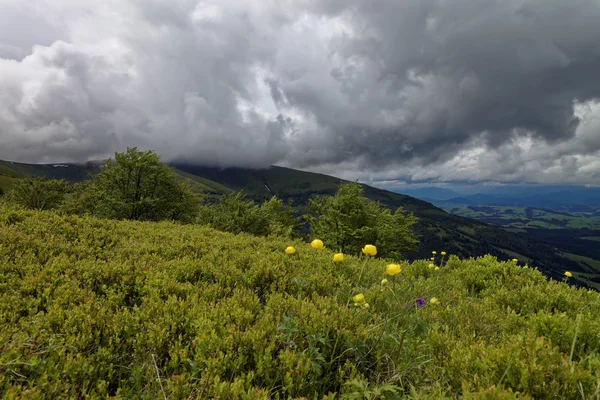Wiese mit gelben Blumen in den Bergen. Berglandschaft. — Stockfoto
