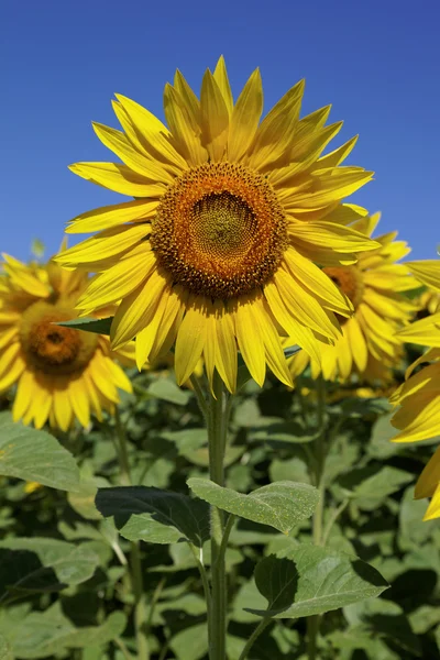 Zonnebloemen in een veld op een zonnige dag. — Stockfoto