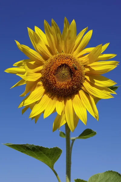 Zonnebloemen in een veld op een zonnige dag. — Stockfoto