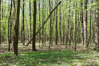 Güneşli bir günde yeşil yaprak döken orman.