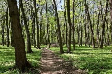 Güneşli bir günde yeşil yaprak döken orman.
