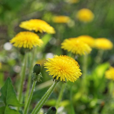 Dandelions çiçek ve yeşil çim zemin.