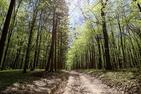 Bosco verde deciduo in una giornata di sole . — Foto Stock