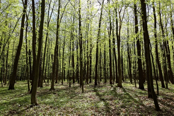 Groene bladverliezende wouden op een zonnige dag. — Stockfoto