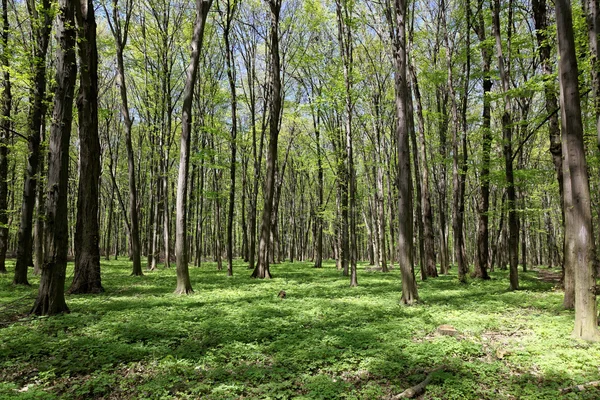 Green deciduous forest on a sunny day. — Stock Photo, Image