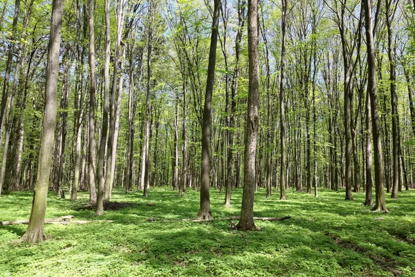 Zielony las liściasty w słoneczny dzień. — Zdjęcie stockowe