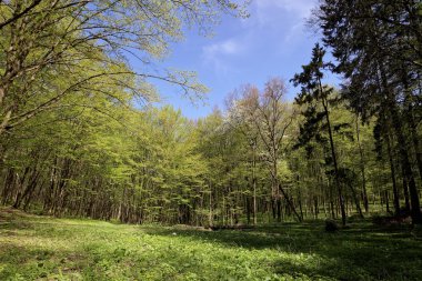 Güneşli bir günde yeşil yaprak döken orman.