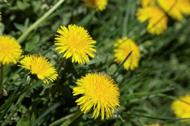 Dandelions çiçek ve yeşil çim zemin.