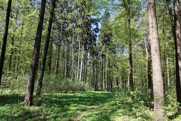 Grüne Laubwälder an einem sonnigen Tag. — Stockfoto