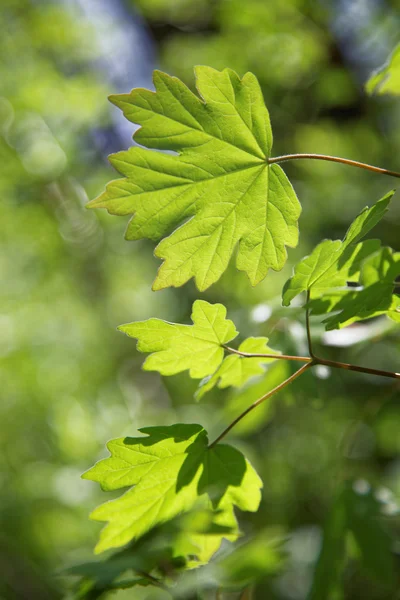 Jonge groene bladeren van esdoorn in zonnige dag. — Stockfoto