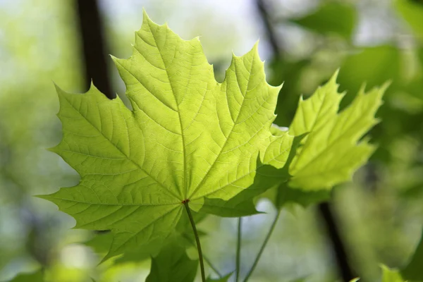 Jeunes feuilles d'érable au soleil . — Photo