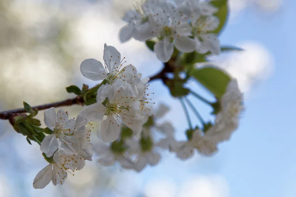 Flowering apple trees on a clear sunny day. — Stock Photo, Image