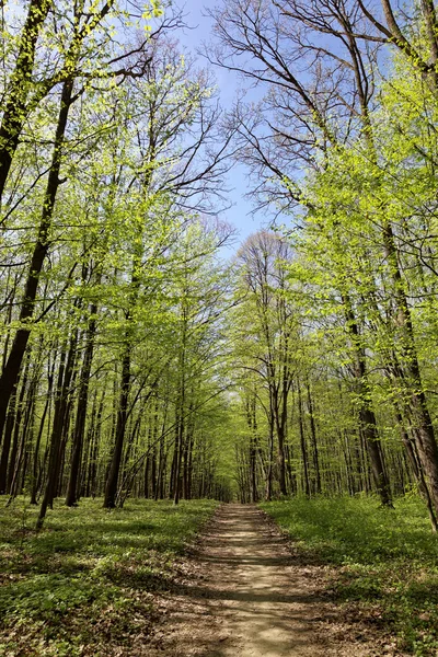 Green deciduous forest on a sunny day. — Stock Photo, Image