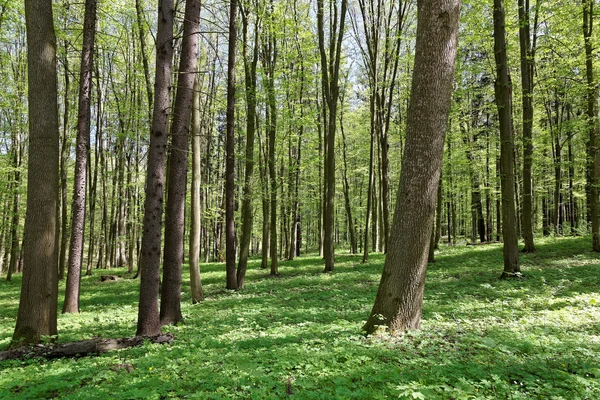 Grön skog på en solig dag. — Stockfoto