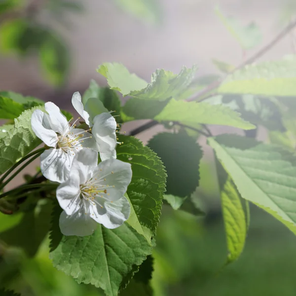 Branch fiori di ciliegio in una giornata di sole . — Foto Stock