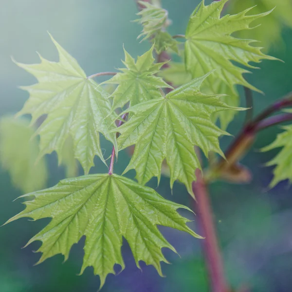 メープルの若い葉. — ストック写真