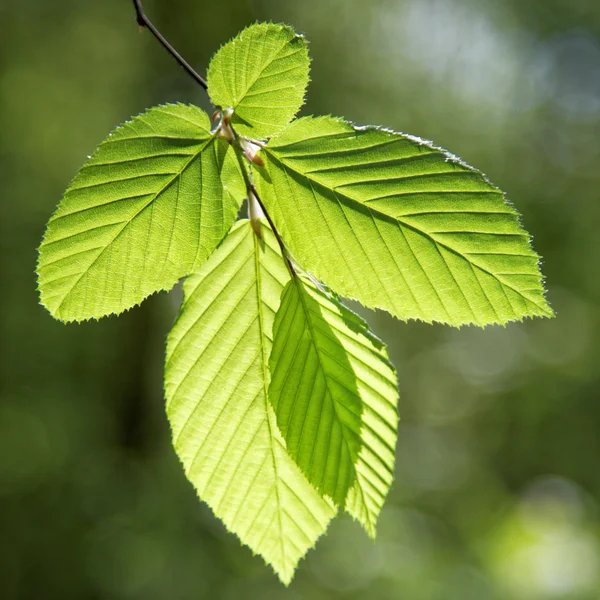 Bosque verde en un día soleado . —  Fotos de Stock