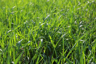taze yeşil çim dokusu arka plan üzerinde kapat