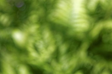 Güneşli soyut yeşil doğa arka planı, seçici odak