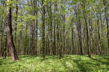 Güneşli bir günde yeşil yaprak döken orman.