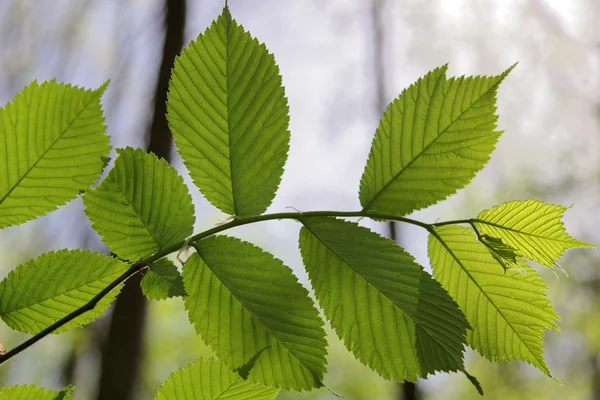 Bosque verde caducifolio en un día soleado . —  Fotos de Stock