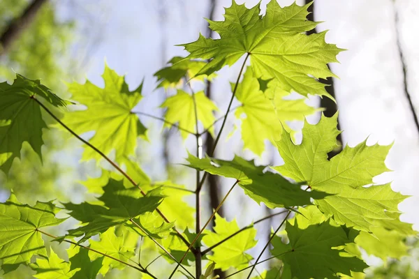 Groene bladverliezende wouden op een zonnige dag. — Stockfoto