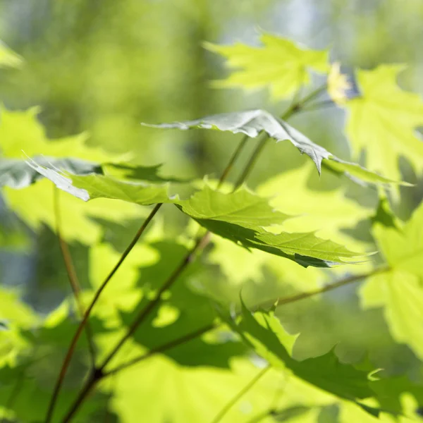 Bosco verde deciduo in una giornata di sole . — Foto Stock