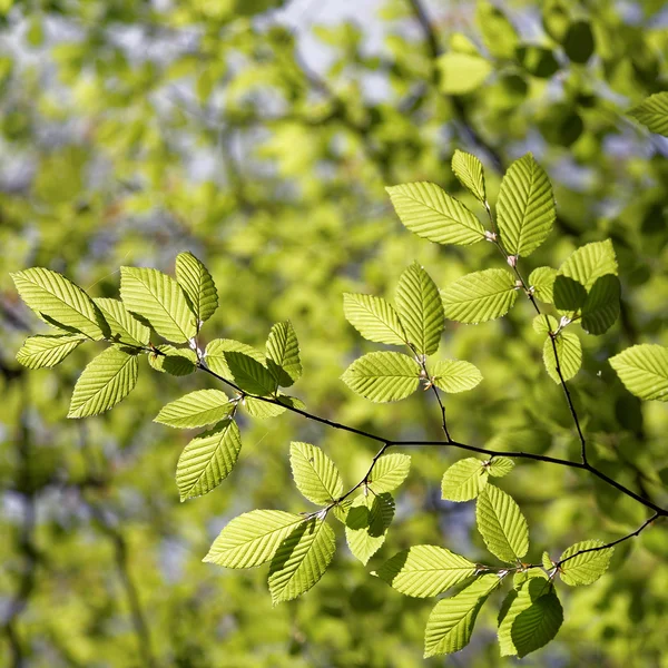 Зеленый лиственный лес в солнечный день . — стоковое фото
