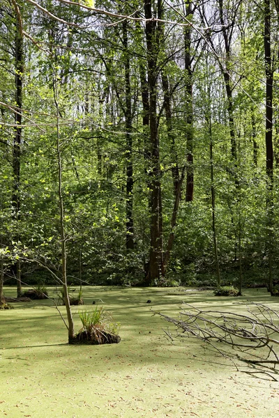 Arbres verts dans le marais par une journée ensoleillée . — Photo